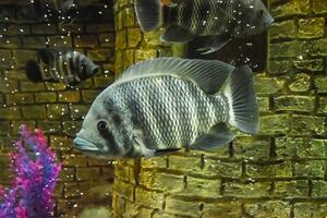 Fisch im das Aquarium von Aquarium, foto