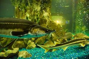 Fisch Stör schwimmt im das Aquarium von Ozeanarium. Stör Fisch foto