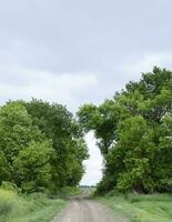 Straße zu das Feld. das Straße Vorbeigehen zwischen das Bäume. Weg durch das Wald. Symbol von Leben. foto