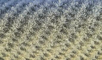 Hintergrund von ein Blatt von Schiefer bedeckt mit Frost foto