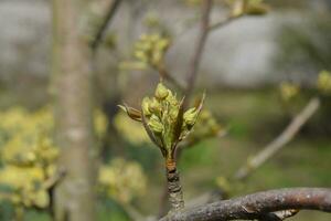 blühen Knospen von Birne Baum. sich auflösen Niere Birnen foto