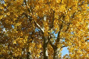 Sammlung von schönen bunten Herbstblättern foto