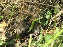 Igel. das stachelig Säugetier ist ein Igel. foto