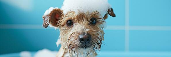 ai generiert bezaubernd nass Terrier Hund mit Shampoo Schaum auf Kopf während Bad Zeit, Haustier Pflege Konzept foto