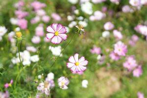 Kosmos Blumen blühen im das Sommer- Sonne. foto