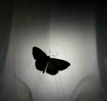 Nacht Schmetterling auf ein Stoff mit Hintergrundbeleuchtung schließen oben foto