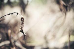 trockener Blattzweighintergrund foto