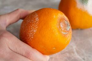 Hand halten ein schimmelig orange. verfault Frucht. Konzept von verschwenden Lebensmittel. foto