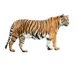 bengalischer Tiger isoliert foto