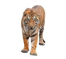 bengalischer Tiger isoliert foto