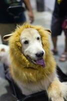 schließen oben Labrador Retriever Hund tragen Löwe Dressing mit Hund Leine auf das Fußboden im das Haustier Messe mit Menschen Füße foto