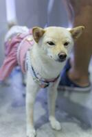 schließen oben schön Weiß braun Shiba inu Hund suchen oben mit süß Gesicht im das Hund Wagen im Haustier Messe Halle foto