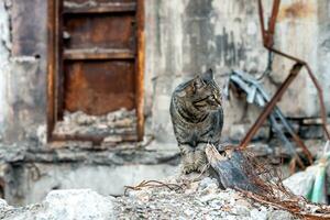 einsam erschrocken Katze in der Nähe von ein zerstört und verbrannt Haus im Ukraine foto