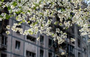 Weiß Blumen gegen das Hintergrund von zerstört und verbrannt Häuser im das Stadt von Ukraine foto