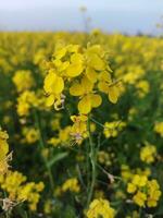 suchen beim das Feld, es ist wie wenn ein Gelb Teppich hat gewesen Verbreitung über das Horizont. im das Land von das Gelb König von Senf Blumen, das Ernte Feld ist Summen mit das summen von Bienen Sammeln ho foto