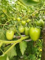 Tomate ist ein sehr nützlich Gemüse mit Antioxidantien Das Hilfe verhindern Krebs. foto