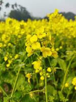 suchen beim das Feld, es ist wie wenn ein Gelb Teppich hat gewesen Verbreitung über das Horizont. im das Land von das Gelb König von Senf Blumen, das Ernte Feld ist Summen mit das summen von Bienen Sammeln ho foto