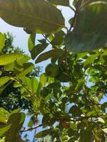 es ist wissenschaftlich Name ist Psidiun Guajava. Dort sind Über 100 Spezies von Guave. diese einheimisch Frucht, voll von außergewöhnlich ernährungsphysiologisch Qualitäten, ist häufig gewachsen im unser Land. verschiedene Krankheiten mögen Durchfall foto