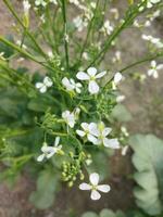 der Natur üppig Land ist meine Land, Rettich Blume werden wachsen nochmal von diese Blume, Neu Samen Baum, diese ist namens Generation. foto