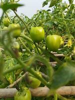 Tomate ist ein sehr nützlich Gemüse mit Antioxidantien Das Hilfe verhindern Krebs. foto