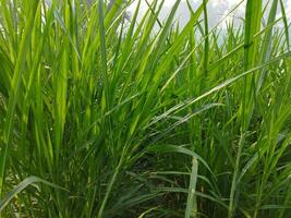 napier Gras Anbau Methoden und ernährungsphysiologisch Eigenschaften 1. Einführung von Gras Sorten 2. ernährungsphysiologisch Eigenschaften und Verwendet von diese Gras 3. Gras Stecklinge und Saat foto