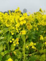 suchen beim das Feld, es ist wie wenn ein Gelb Teppich hat gewesen Verbreitung über das Horizont. im das Land von das Gelb König von Senf Blumen, das Ernte Feld ist Summen mit das summen von Bienen Sammeln ho foto