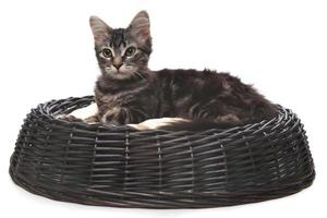 kleines Kätzchen im Katzenbett foto