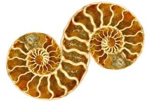 symmetrischer fossiler Nautilus auf weißem Hintergrund foto