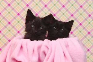 süße schwarze Kätzchen auf rosa hübschem Hintergrund foto