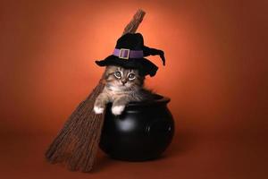 süßes Halloween-Hexe-Kätzchen foto