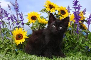 süßes schwarzes Kätzchen im Garten mit Sonnenblumen und Salvia foto