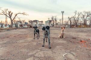drei streunend Mischling Hunde auf das zerstört Straße von Mariupol foto