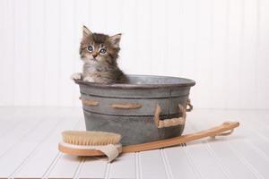 Kätzchen im Waschbottich werden mit Schaumbad gepflegt