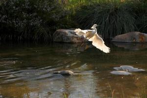 Schneereiher fliegt aus dem Wasser foto