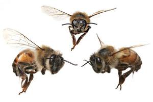 3 verschiedene Blickwinkel einer nordamerikanischen Honigbiene foto