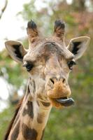 lustige Giraffe mit herausgestreckter Zunge foto