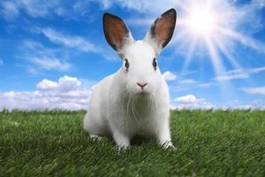 Kaninchen auf einer ruhigen sonnigen Feldwiese im Frühling foto