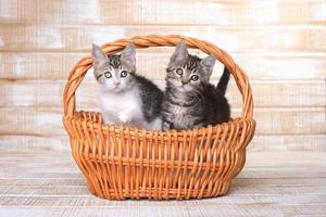 zwei adoptierbare Kätzchen in einem Korb
