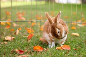 brauner Hase putzt sich draußen foto