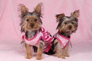 Yorkshire-Terrier-Welpen in rosa gekleidet