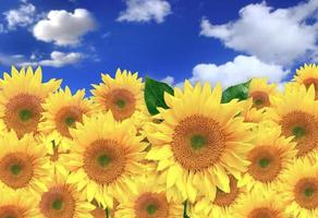 glückliche Sonnenblumen auf einem Feld an einem sonnigen Tag