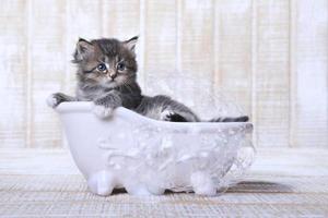 kleines Kätzchen in einer Badewanne mit Blasen foto