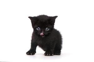einzelnes schwarzes Kätzchen auf weißem Hintergrund mit großen Augen