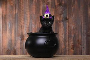 entzückende schwarze halloween hexenkatze foto