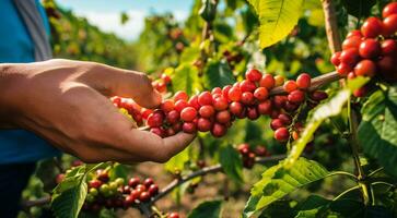 ai generiert Hände halten Johannisbeeren, Johannisbeeren auf Baum, Nahansicht von Hand pflücken Johannisbeeren, Johannisbeeren im das Garten, Ernte zum Johannisbeeren foto