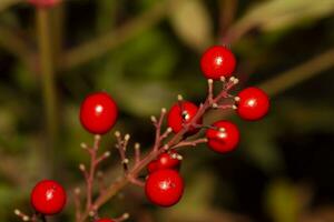 rot Beeren auf Strauch. hoch Qualität Foto