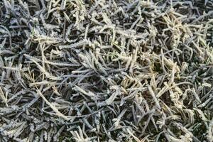 Hintergrund von gefrostet Gras. Frost auf das Gras foto