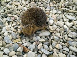 Igel, Gehen auf Kies. Igel auf ein Felsen. foto