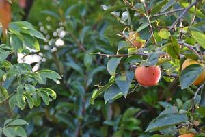Kakibaumzweig mit Früchten im Garten foto