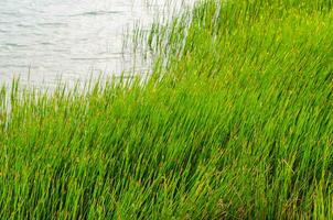 Grün Gras neben ein natürlich Teich foto